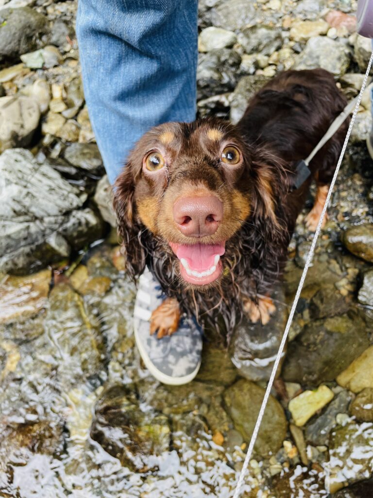 犬の笑顔