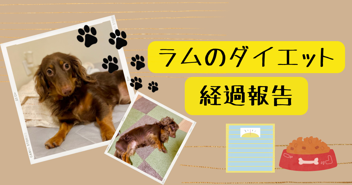 愛犬のダイエット経過報告