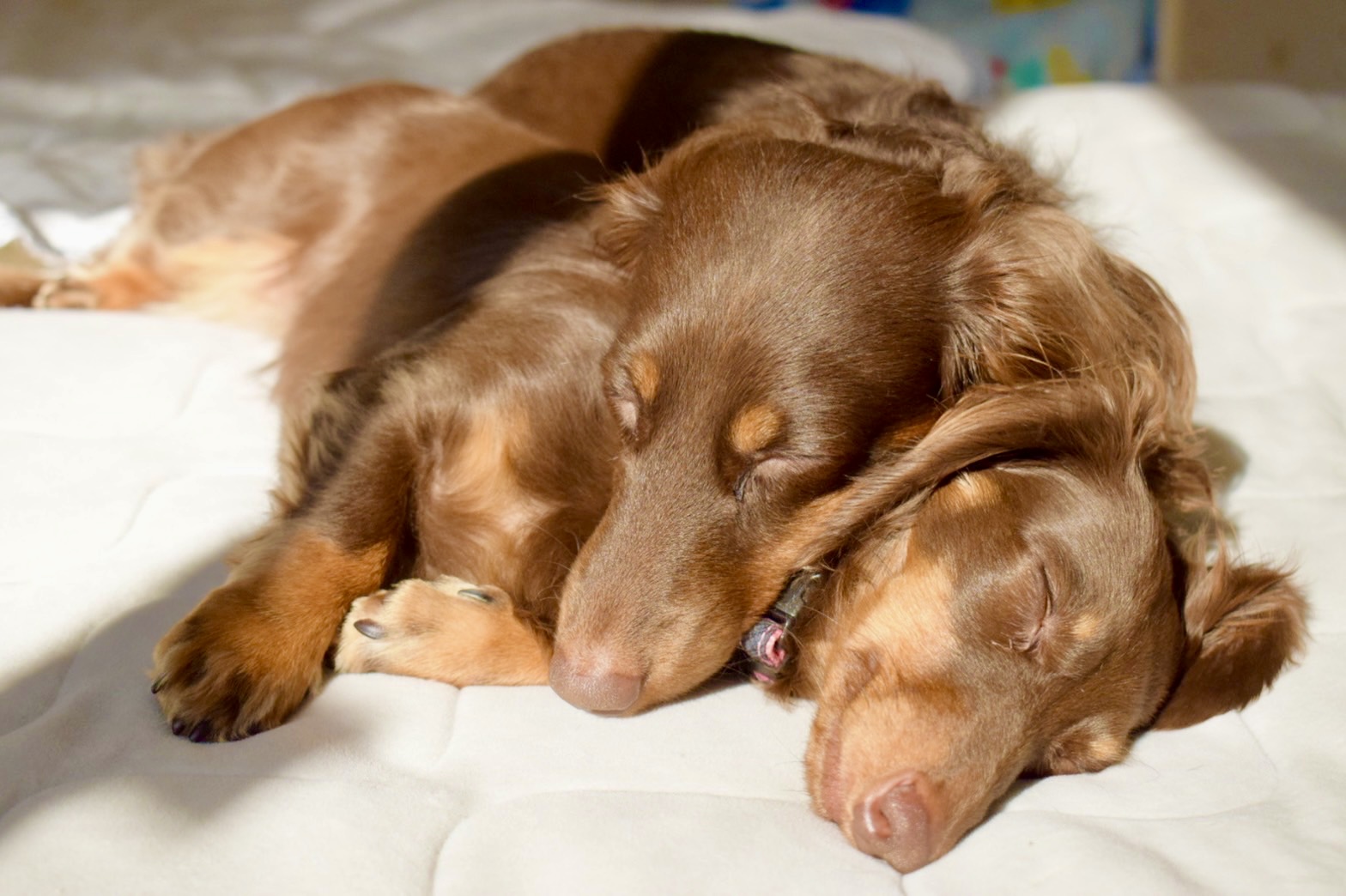 ダックス多頭飼い
