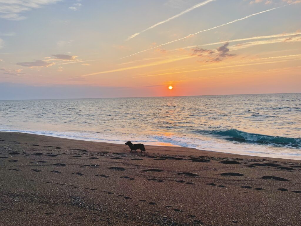 夕陽と犬