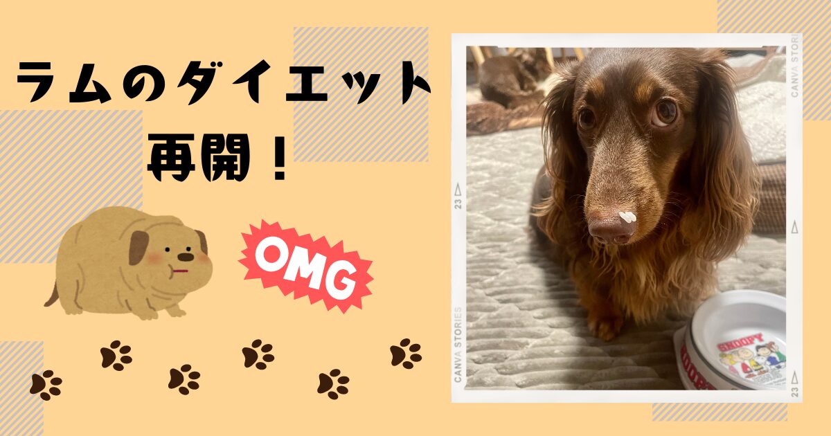 愛犬のリバウンド