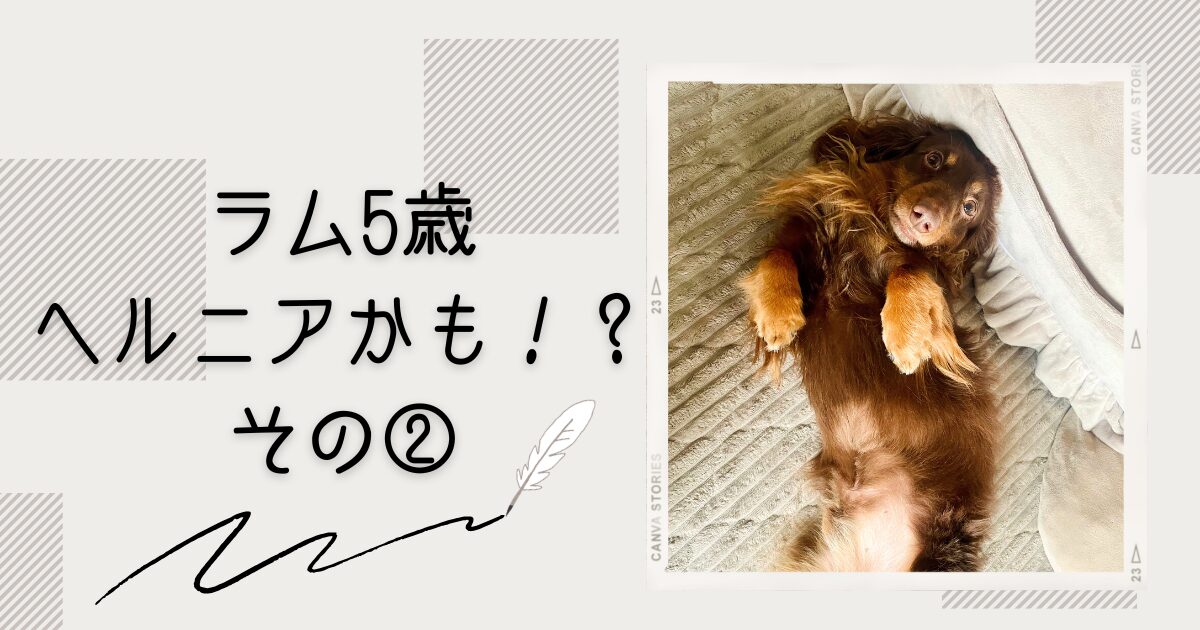 ダックス　ヘルニア