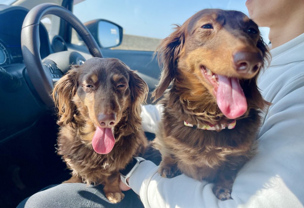 犬とドライブ