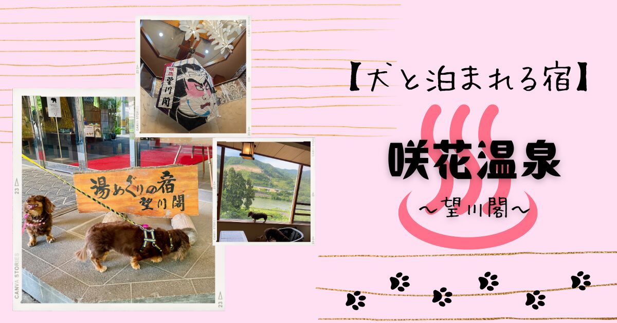 犬と温泉