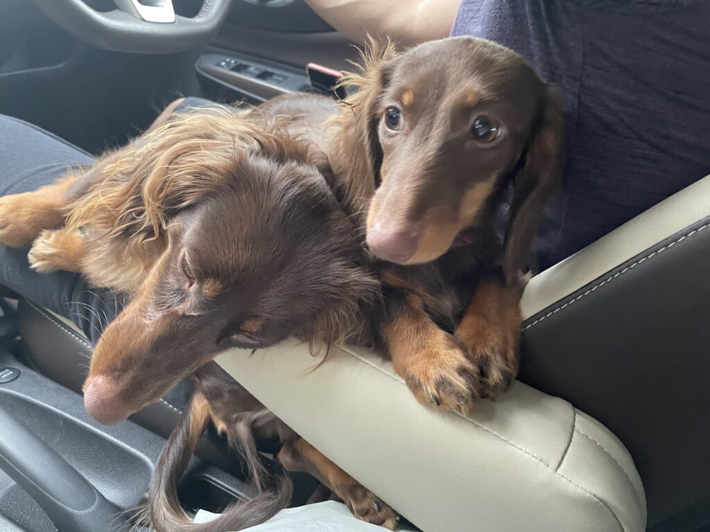 犬とドライブ