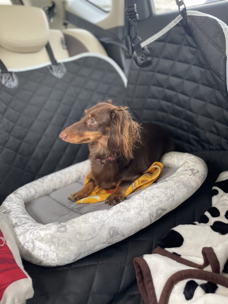 犬とドライブ