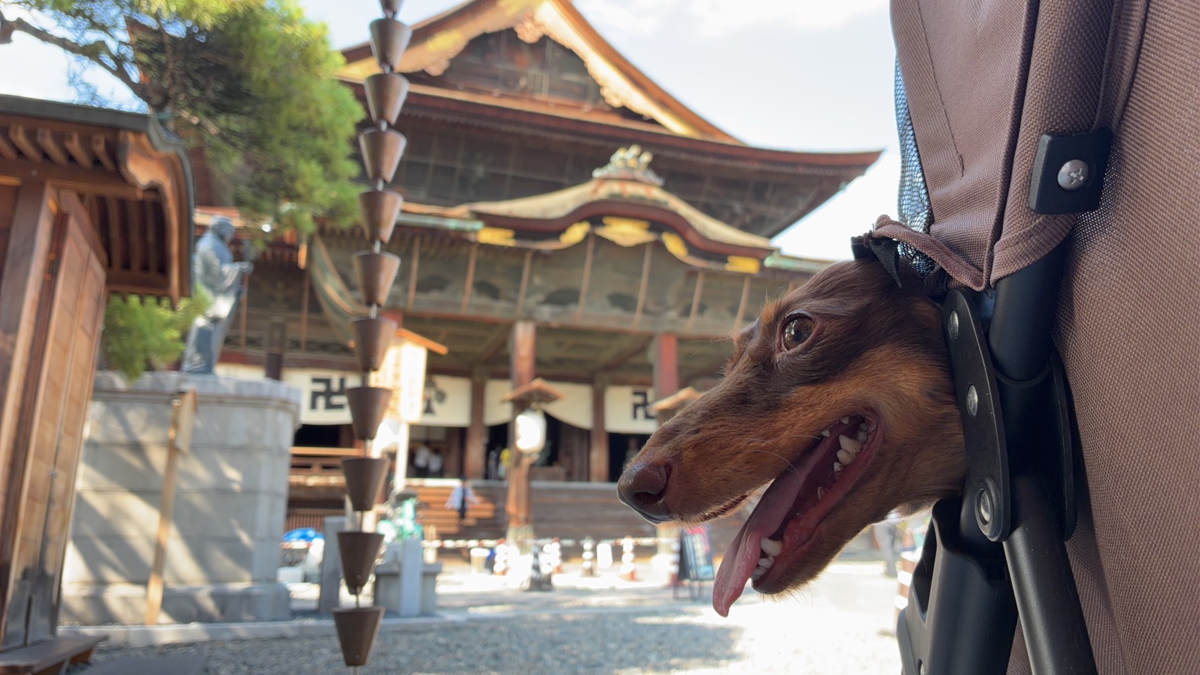 善光寺　犬